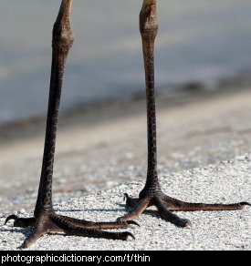 Photo of some very thin bird legs