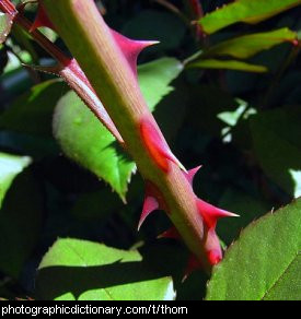 Close up photo of a thorn