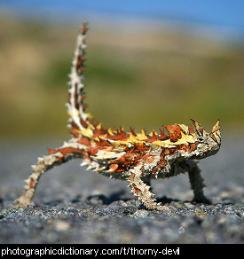Photo of a thorny devil