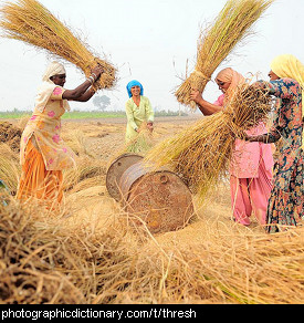 Photo of women threshing grain