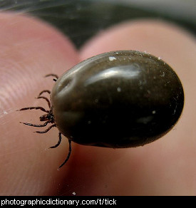 Photo of a dog tick