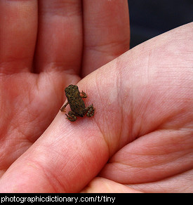 Photo of a tiny frog