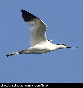 Photo of a bird with black tipped wings