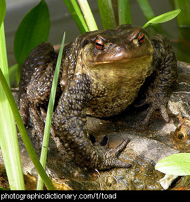 Photo of a toad