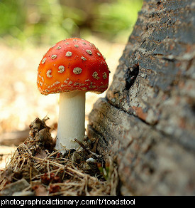 Photo of toadstool