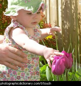 Photo of a little girl touching a flower