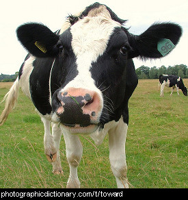 Photo of a cow coming toward the camera