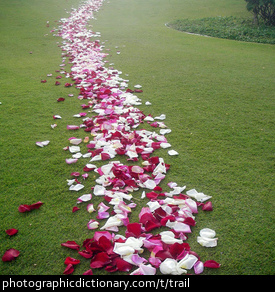 Photo of a trail of rose petals