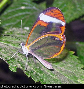 Photo of a butterfly with transparent wings