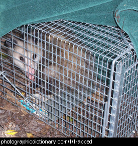 Photo of a trapped possum