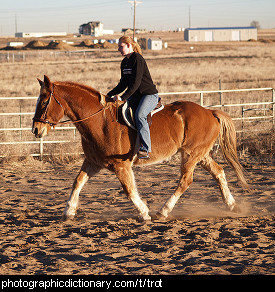 Photo of a horse trotting