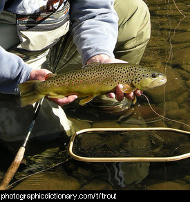 Photo of a trout