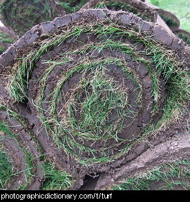 Photo of turf