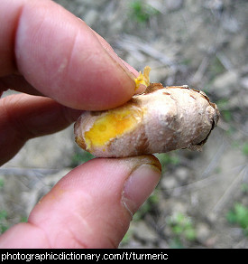 Photo of turmeric root