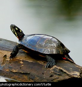 Photo of a turtle on a log.