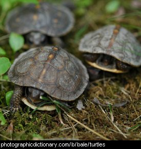 Photo of a group of turtles