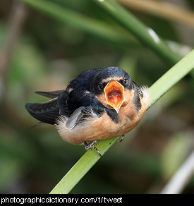 Photo of a bird tweeting.