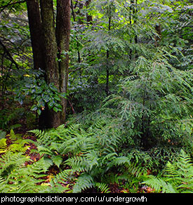 Photo of undergrowth