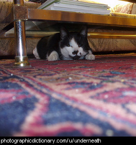 Photo of a cat under a coffee table