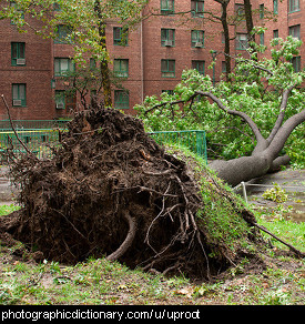 Photo of an uprooted tree