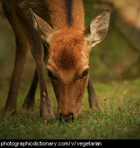 Photo of a deer eating grass