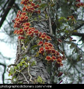 Photo of a climbing vine