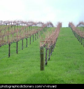 Photo of a vinyard