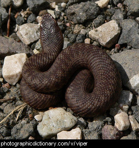 Photo of a viper