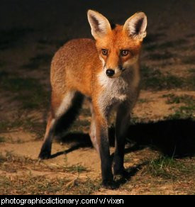 Photo of a vixen.