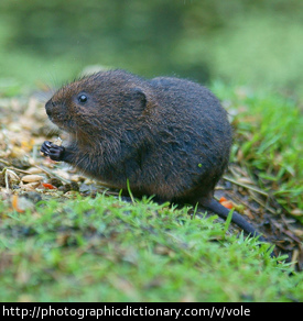 Photo of a water vole