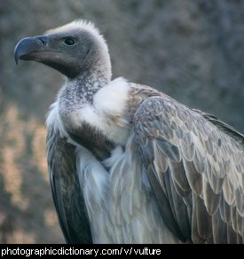Photo of a vulture