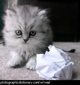 Photo of a kitten and a wad of paper