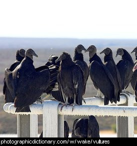 Photo of a group of vultures