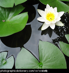 Photo of waterlilies