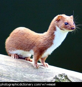 Photo of a weasel