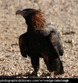 Photo of a wedge tailed eagle