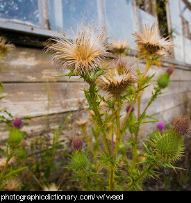 Photo of thistle weeds.