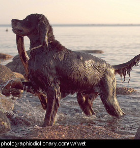 Photo of a wet dog