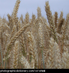 Photo of wheat