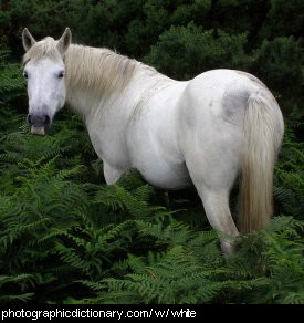 Photo of a white horse