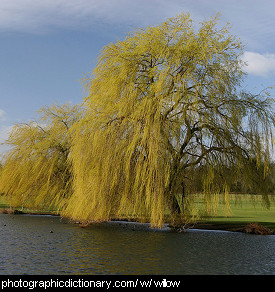 Photo of willow trees