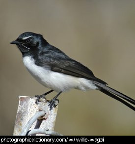 Photo of a willie wagtail
