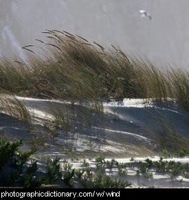 Photo of wind over a sand dune