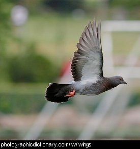 Photo of a bird's wings