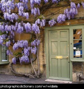 Photo of wisteria