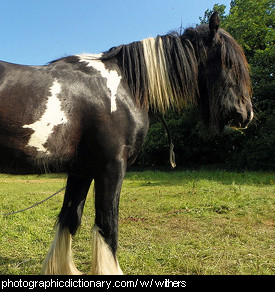 Photo of a horses withers