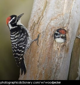 Photo of a woodpecker