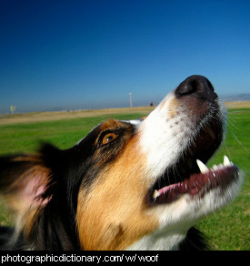 Photo of a dog barking