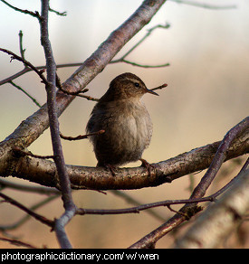 Photo of a wren