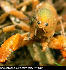 Photo of a yabby